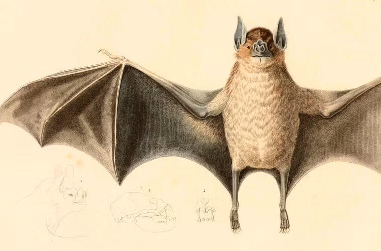 Chính vì tập tính hút máu mà dơi quỷ thường được miêu tả trong phim ảnh, tiểu thuyết như là hiện thân của ma cà rồng. Tuy nhiên, nếu như ma cà rồng lấy máu bằng cách hút, giống như đỉa và muỗi, thì dơi quỷ lại gây vết thương rồi liếm máu rỉ ra. Nếu như ma cà rồng chỉ xuất hiện ban đêm thì dơi quỷ có thể ra ngoài ban ngày.