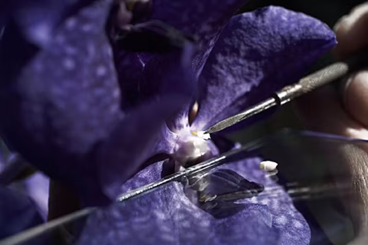 Chất tạo mùi thơm thường không tốt cho da, vì thế nhiều hãng chủ trương sản xuất kem không hương liệu, cho dù sản phẩm không có mùi dễ chịu. Nhưng với mỹ phẩm siêu sang, hộp kem không chỉ cung cấp dưỡng chất mà còn là liệu pháp hương thơm giúp thư giãn. Việc tìm ra thành phần vừa thơm, vừa tốt cho da, vừa lạ, độc đáo ngốn không ít tiền.