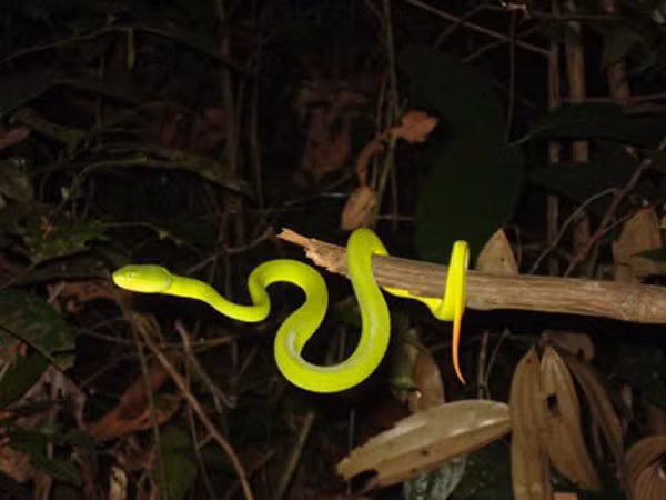 “Tôi chưa thấy trên thị trường mua bán loại rắn này. Có thể vì người ta thấy nó không có giá trị cao về kinh tế, không ngâm rượu hay làm thuốc được nên nó cũng không bị săn bắt nhiều như các loại rắn khác. Đấy cũng có thể là một nguyên nhân loài này xuất hiện nhiều hơn”, Chủ tịch Hội Động vật học lý giải.