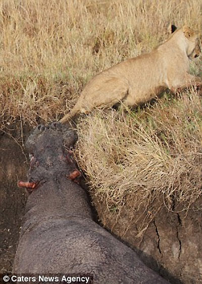 Chú hà mã tội nghiệp loay hoay dưới hố, khó xoay xở bên lũ sư tử cái là kẻ săn mồi chuyên nghiệp.