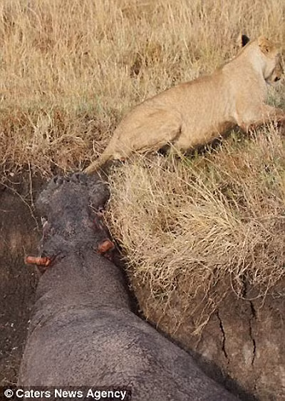 Chú hà mã tội nghiệp loay hoay dưới hố, khó xoay xở bên lũ sư tử cái là kẻ săn mồi chuyên nghiệp.