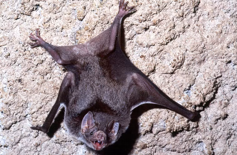 Những con dơi cái đương nhiên thuộc về các con đực “bản địa”, nhưng cũng có những trường hợp chúng ngoại tình với các chàng “ngoại kiều”.