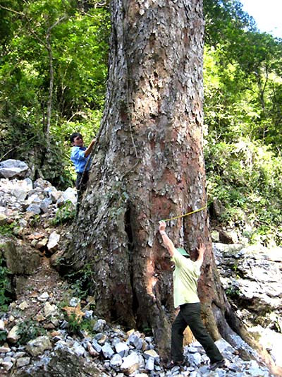 Tại Cao Bằng cũng có một cây nghiến gần nghìn năm tuổi, nằm ở đầu bản Lũng Tủng xã Kim Loan, huyện Hạ Lang.