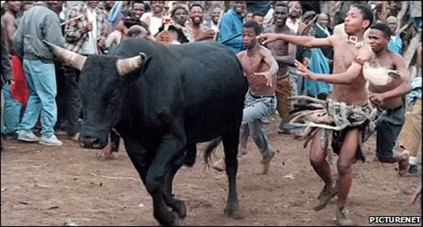 Lễ hội Ukweshawam của bộ tộc Zulu, Nam Phi được tổ chức nhằm cảm tạ trời đất đã giúp những cây cối của họ tươi tốt ngay đầu vụ. Đây cũng là lễ tế thần ghê rợn khi những con bò phải chịu sự hành hạ kéo dài trước khi chết.