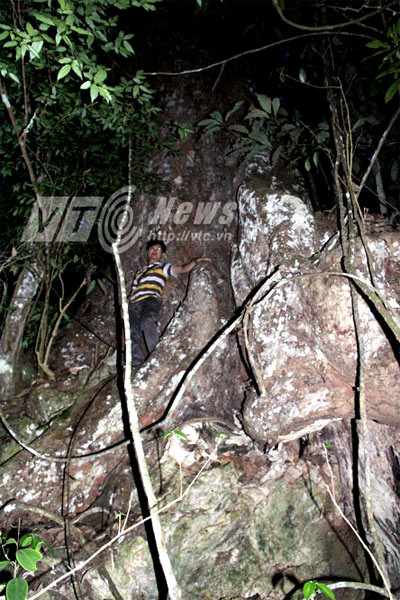 Nơi đây có rất nhiều cây nghiến cổ thụ.