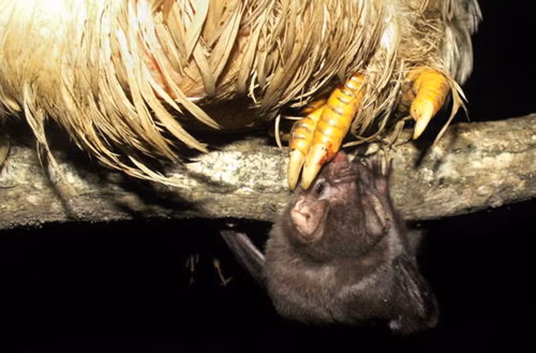 Dơi quỷ chỉ đi kiếm ăn khi trời hoàn toàn tối. “Con mồi” của dơi quỷ không giống nhau ở 3 chi họ. Dơi quỷ thông thường hút máu động vật có vú (kể cả con người), còn dơi quỷ chân lông và dơi quỷ cánh trắng tấn công loài chim.