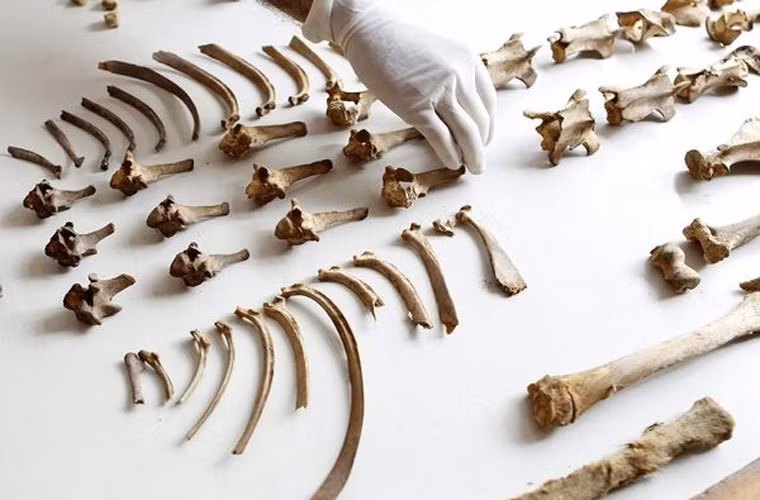 Một nhà khảo cổ học đang sắp xếp xương của một con lạc đà để tiện cho việc lập danh mục và phân loại. Các nhà khảo cổ tìm thấy số bộ xương lạc đà nhiều gần gấp đôi so với số xương người tại ngôi mộ tập thể. Họ tin rằng người ta chôn chúng để làm phương tiện di chuyển cho các nạn nhân sau khi họ chết.