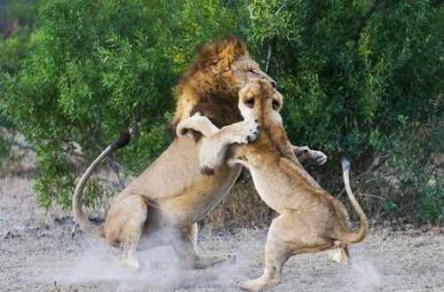 Nhưng với cô nàng khó tính này, không phải "chàng trai' nào cũng được vui vẻ đón tiếp.