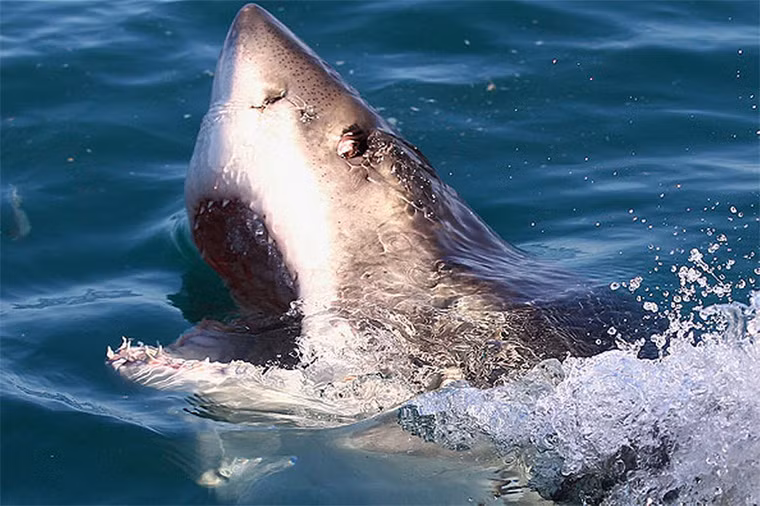 Dựa vào việc quan sát các loài cá mập khác, các nhà khoa học tin rằng cá mập trắng lớn đực đầu tiên phải cắn vào con cái gần đầu hay vây ngực của nó, điều này cho con đực có đủ động lực để đưa thùy bám của nó vào trong con cái.