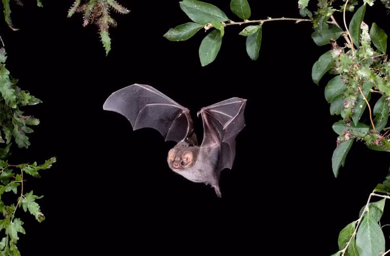 Không chỉ bay nhanh, loài sinh vật này có thể chạy bộ với vận tốc gần 8km/h, chẳng khác gì hình tượng ma cà rồng trên phim ảnh.