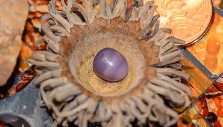 Chị Kathleen Morelli phát hiện viên ngọc tím quý hiếm trong mớ trai mua về ăn.