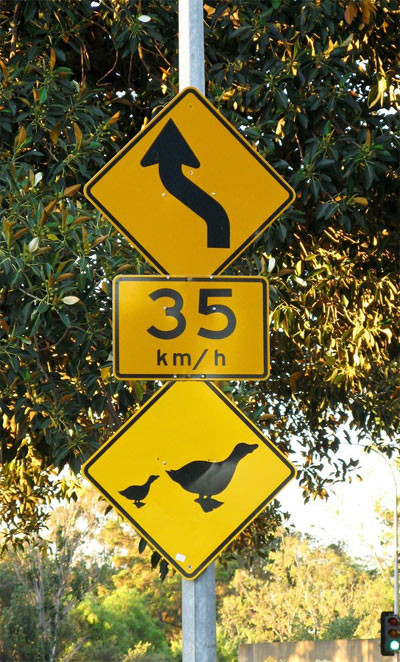 Ngoài rùa, quái vật chân to và thú hoang, bạn còn phải để ý tới những đàn vịt qua đường.