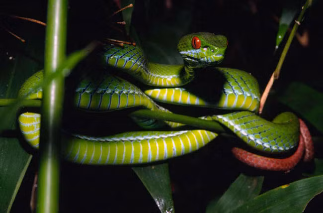 Để đề phòng loài rắn này vào nhà, nên phát quang bụi rậm quanh nhà, khi ra ngoài ban đêm nhớ đi ủng, mang đèn pin.