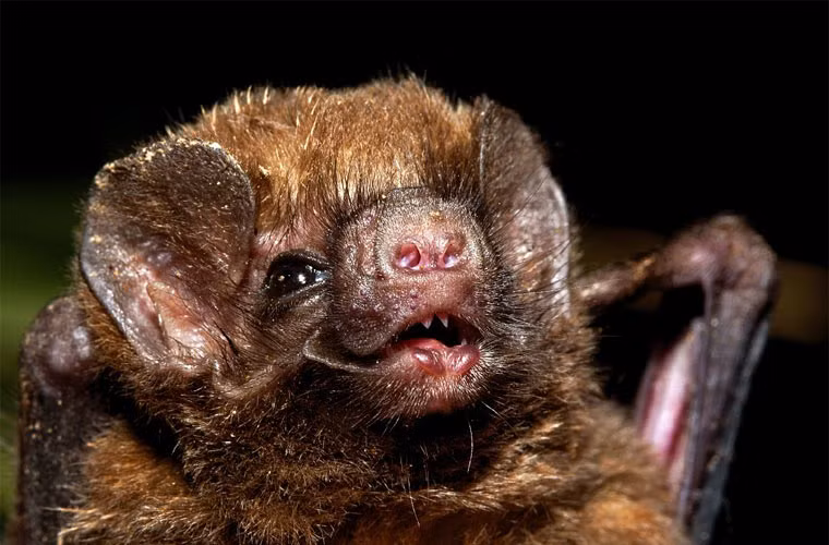 Dơi quỷ chân lông (Diphylla ecaudata).