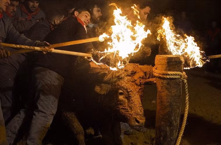 Trong lễ hội có truyền thống 400 năm này, người ta chọn những con bò 3 tuổi tham gia. Con bò sẽ bị biến thành ngọn đuốc sống mua vui cho con người. Vì thế nó được gắn hai thanh gỗ nhỏ tẩm dầu hỏa quanh sừng, toàn thân phủ bùn đất để tránh bỏng.
