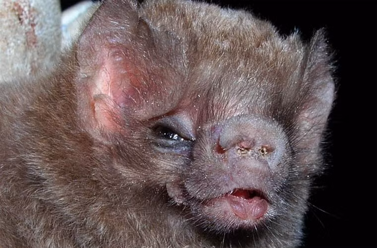 Cho dù bài tiết với tốc độ khủng, thể trọng dơi quỷ vẫn tăng 20%-30% sau khi hút máu. Để bay được, chúng thu mình lấy đà rồi quăng người vào trong không trung để tận dụng lực nâng của không khí.