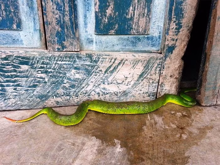 Vài tháng trở lại đây, câu chuyện rắn lục đuôi đỏ xuất hiện ồ ạt, bất thường ở nhiều tỉnh miền Trung như Nghệ An, Thanh Hóa, Đà Nẵng, Phú Yên… đã và vẫn đang thành chủ đề nóng, khiến cho người dân lo lắng.