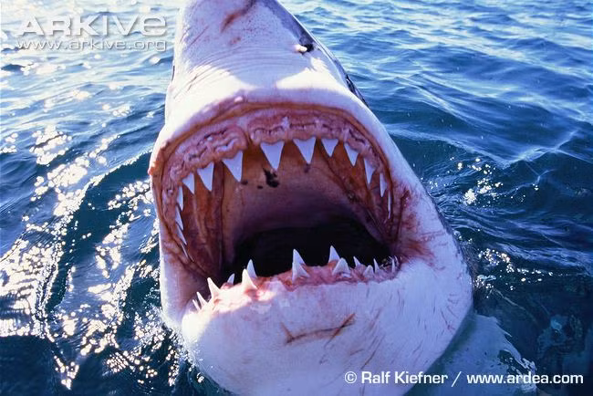 Con cá cái có mang sau đó di cư trong hai năm.