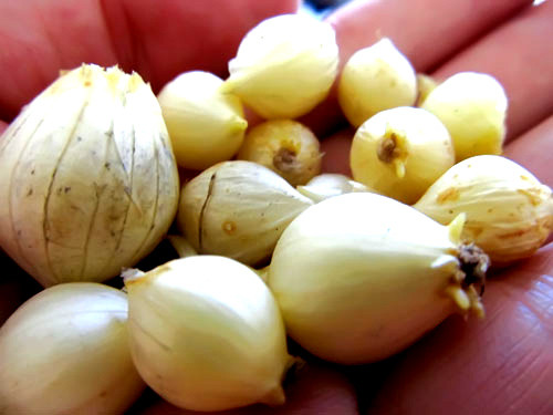 Về khía cạnh khoa học, củ nén, hay các cây họ hành tỏi khác, chứa tinh dầu có các hợp chất lưu huỳnh như metylpen-tyldisulfid, pentylhydrodisulfid, gây mùi cay nồng. Trên thế giới, nhiều nơi cũng truyền bá kinh nghiệm đuổi rắn bằng cách rắc bột lưu huỳnh hoặc giã hành tỏi.