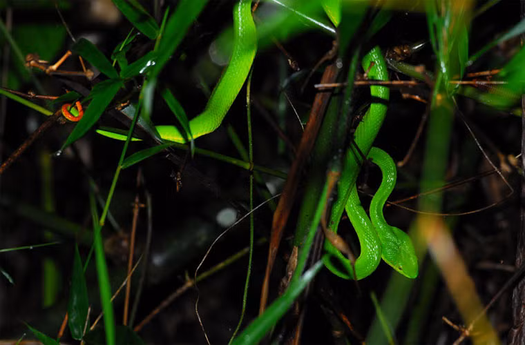 Tuy nhiên, điều đáng mừng là hiện nay, Viện Vắc xin và Sinh phẩm y tế, số 9 Pasteur Nha Trang (IVAC) đã sản xuất được huyết thanh kháng độc nọc rắn lục đuôi đỏ.