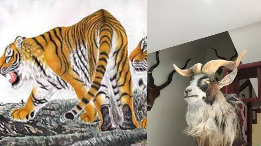 Đầu, xác khô động vật: Nhiều gia đình trưng bày động vật khô làm cảnh như bướm khô, đầu nai, hươu da hổ... Điều này không tốt về mặt phong thủy bởi chúng mang năng lượng âm. Những động vật đã chết không còn sinh khí mà mang năng lượng tiêu cực. Hơn nữa điều đó có thể khiến cho nhiều người vào nhà cảm thấy sợ hãi.