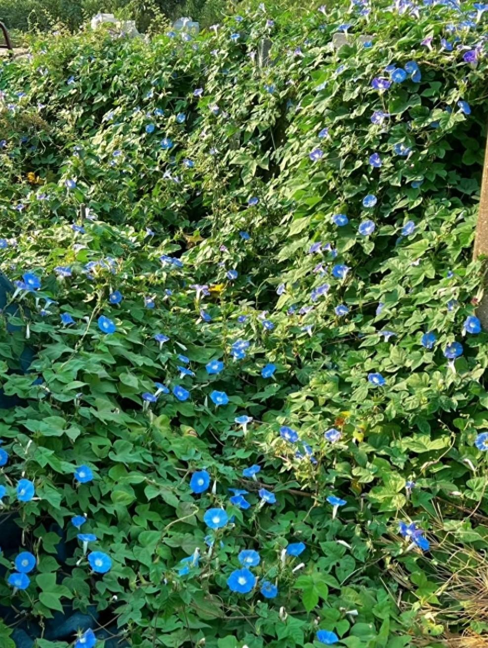  1. Bìm bìm: Bìm bìm (Impomoea cairica) là loại dây leo ưa ẩm và ánh sáng thường mọc hoang ở nơi bụi và bờ rào. Hoa bìm bìm có nhiều màu sắc, đặc biệt là màu xanh tím biếc rất đẹp và bắt mắt. 