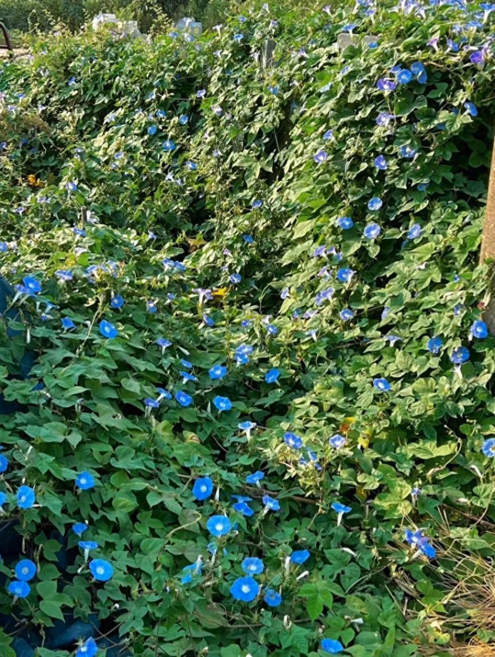 Dung ngay trong 7 cay canh nay trong san keo hoi khong kip