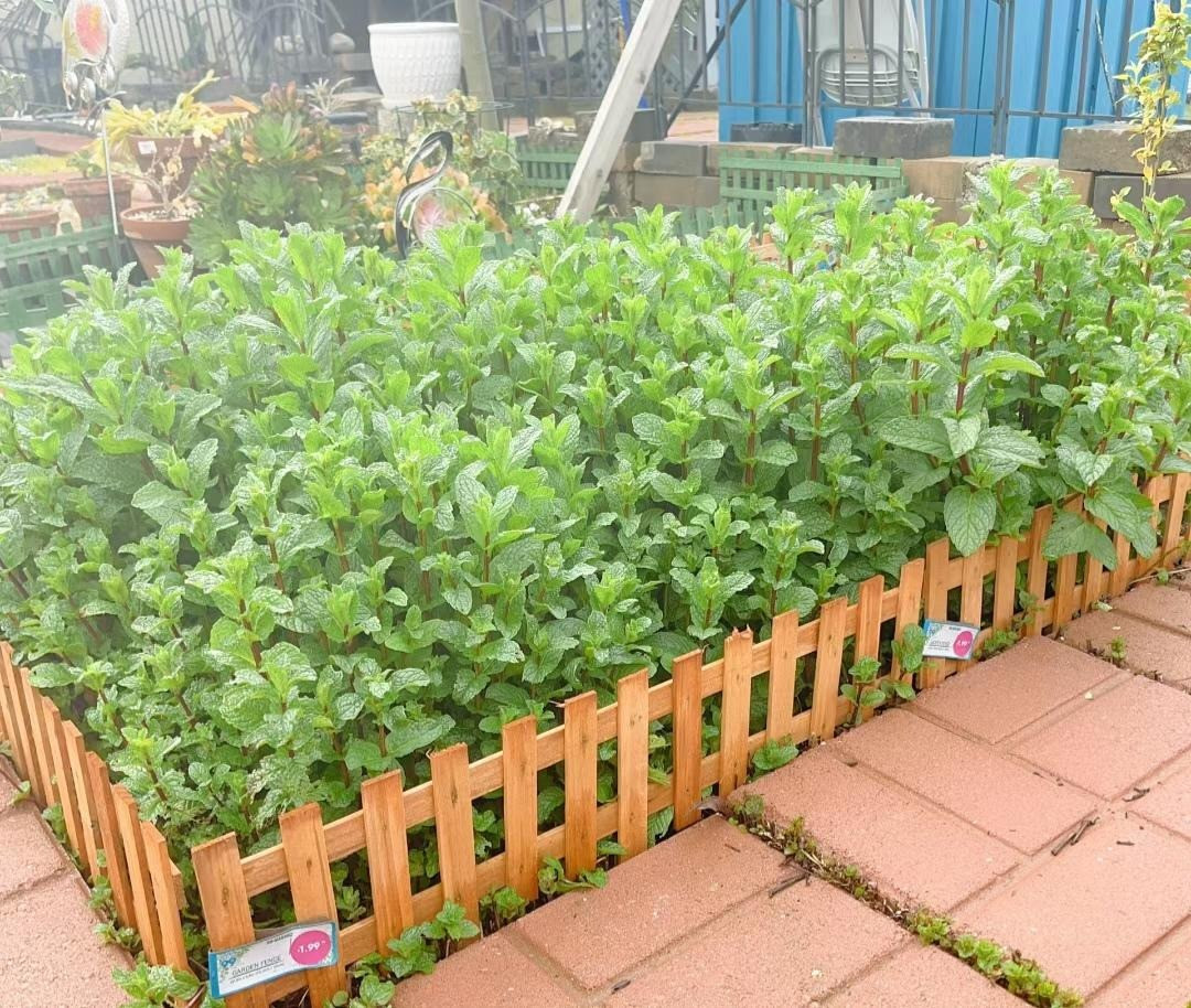 Cây cảnh này có khả năng sinh sản siêu tốt và có thể phát triển nhanh chóng miễn là còn 1 cọng rễ, rất nhanh che phủ cả vùng rộng lớn. Nếu muốn dọn dẹp chúng bạn sẽ phải "đãi cát tìm rễ" vì chỉ cần 1 cọng nhỏ, sau cơn mưa chúng sẽ mọc trở lại.