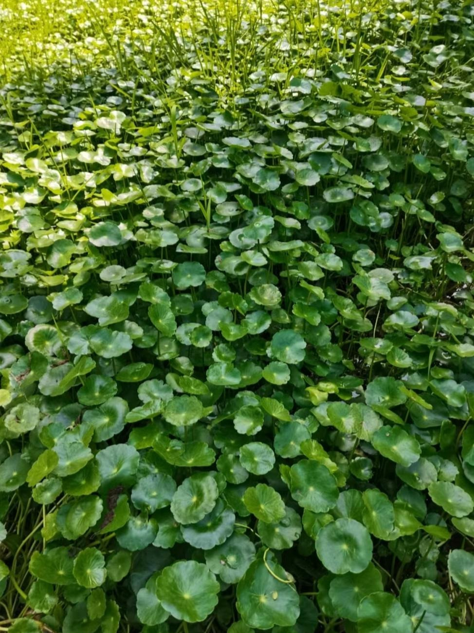  4. Cỏ tiền đồng: Tên gọi của cây cảnh này đã mang ý nghĩa vô cùng rõ ràng về phú quý, thịnh vượng, hút may mắn, tài lộc cho gia chủ. Có thể nói, đây là cây cảnh có ý nghĩa phong thủy được nhiều người ưa thích. 