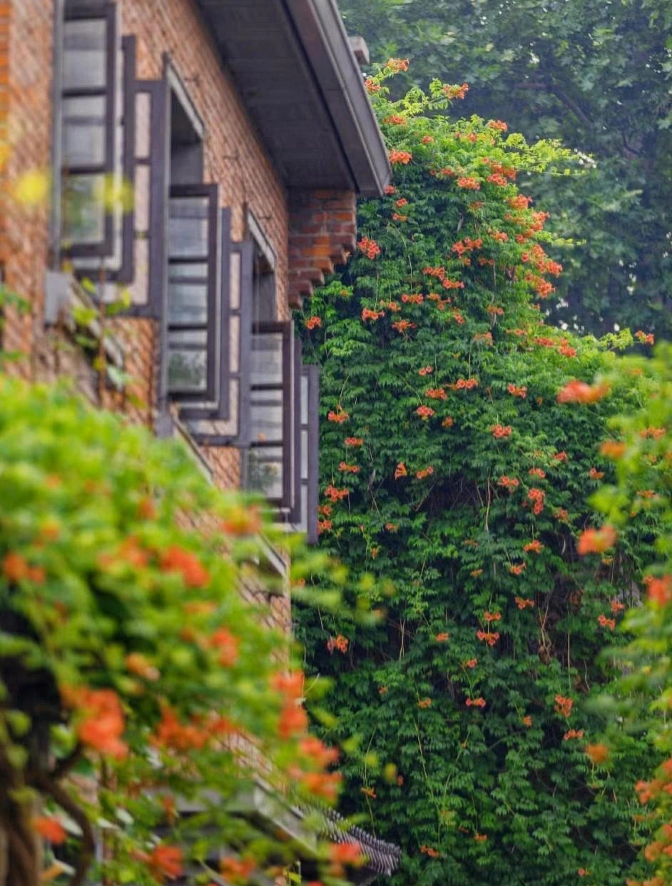  Một cây con nhỏ có thể phát triển đến chiều cao hai mét sau một mùa xuân phát triển, và một cây đăng tiêu 3-5 năm tuổi có thể phát triển thành một cây khổng lồ nếu nó không được cắt tỉa. 