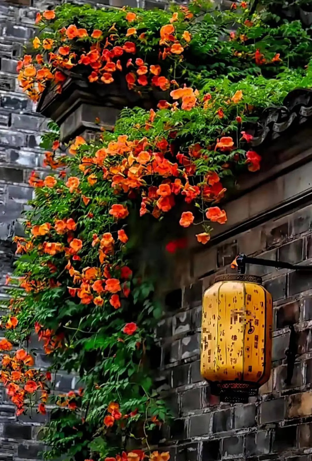  Cây cảnh đăng tiêu có khả năng chịu hạn hán, lạnh giá và cằn cỗi, mạnh đến mức rất hung dữ và đặc biệt là một trong những cây cảnh "trời đánh không chết". Chỉ cần trồng 2-3 năm, cây cảnh có thể phát triển để che khuất bầu trời và mặt trời, đồng thời xâm chiếm không gian sinh trưởng của các loại cây khác. 