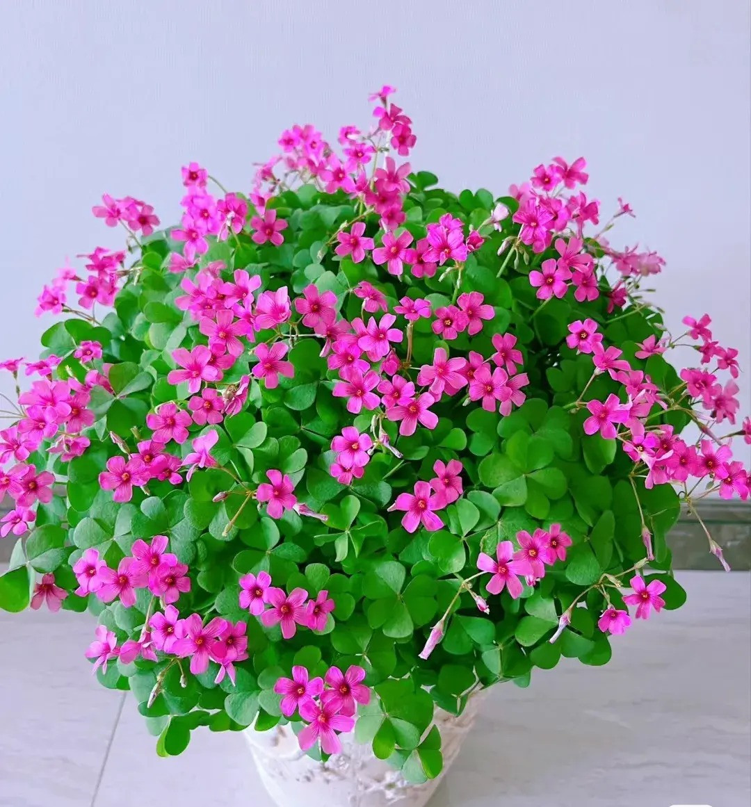  5. Chua me đất: Cây cảnh này là cây bao phủ mặt đất, có khả năng thích ứng và sức sống mạnh mẽ. Có rất nhiều loại chua me đất với những chiếc lá xanh tươi và hoa màu vàng, hồng, tím, trắng... xinh đẹp. 