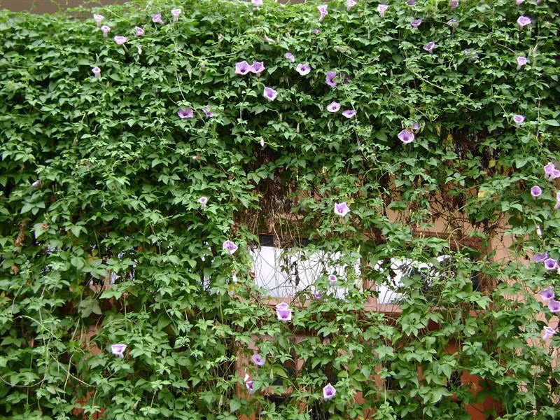  Chúng mọc như vũ bão ở các bãi đất hoang, mọc trùm lên tất cả khoảng không mà chúng chạm phải, khiến cây khác không thể phát triển được. Vào mùa đông, chúng gần như biến mất nhưng vào năm sau lại tiếp tục mọc lại, ồ ạt, rộng lớn thành từng mảnh, khiến người ta phải đau đầu.