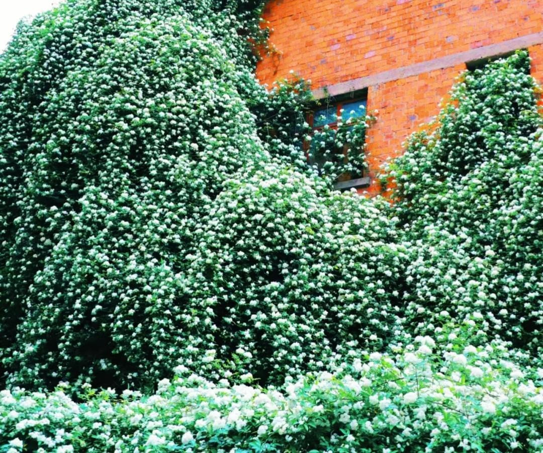  Tuy nhiên, sau mấy năm mọc trong sân, bạn sẽ thấy cành mọc um tùm, che khuất bầu trời. rối rắm, trùm kín tất cả những gì mà "cánh tay" chúng vươn ra. Hơn nữa, trên cành cây có nhiều gai nhỏ, phải tốn rất nhiều công sức mới dọn dẹp được.