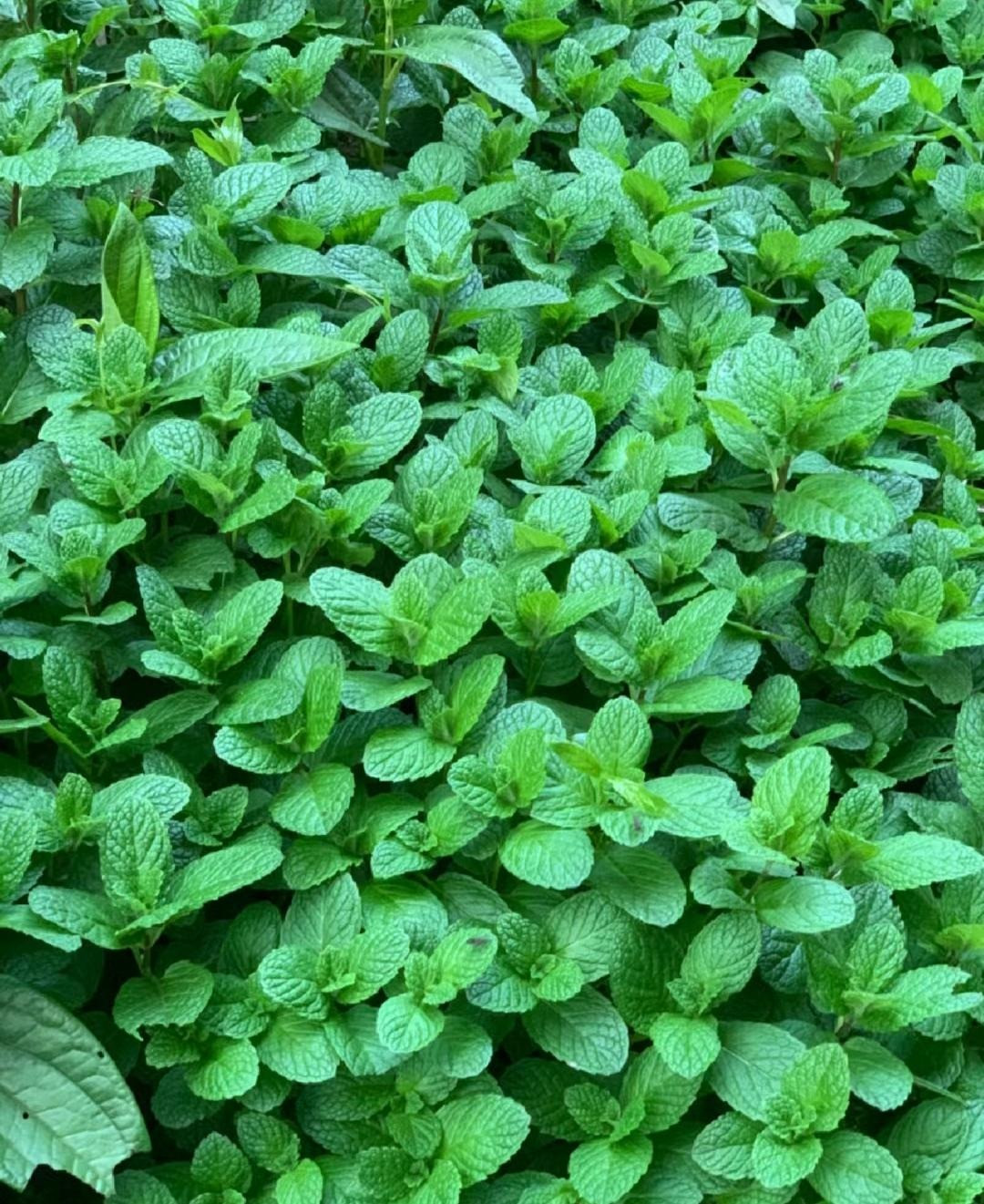  3.Bạc hà: Bạc hà là cây cảnh cũng là cây gia vị quen thuộc. Nhiều người thích trồng chúng trong đất để ngửi mùi hương thoang thoảng, xua đuổi muỗi và côn trùng, tiện thể có thể hái rau để ăn.