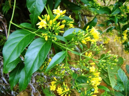 La ngon so voi 3 loai cay co doc tinh cao nhat-Hinh-4