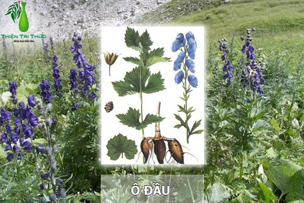 La ngon so voi 3 loai cay co doc tinh cao nhat-Hinh-3