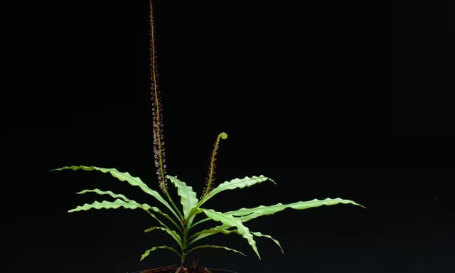 Ki di loai thuc vat co the bien thanh 