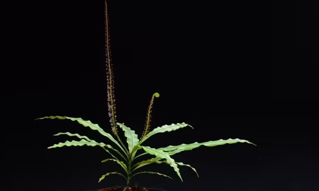 Ki di loai thuc vat co the bien thanh 