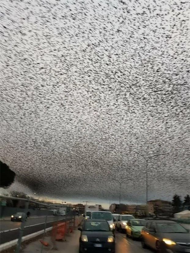  13. Khoảnh khắc bầy chim di cư phủ kín bầu trời Rome.