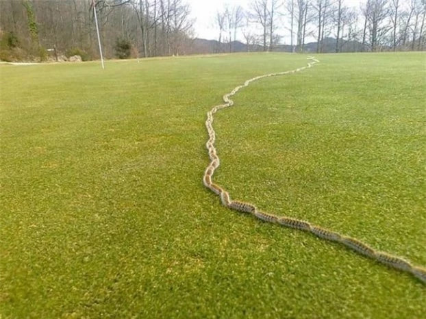 6. Những con sâu bướm Úc bò theo một hàng. 