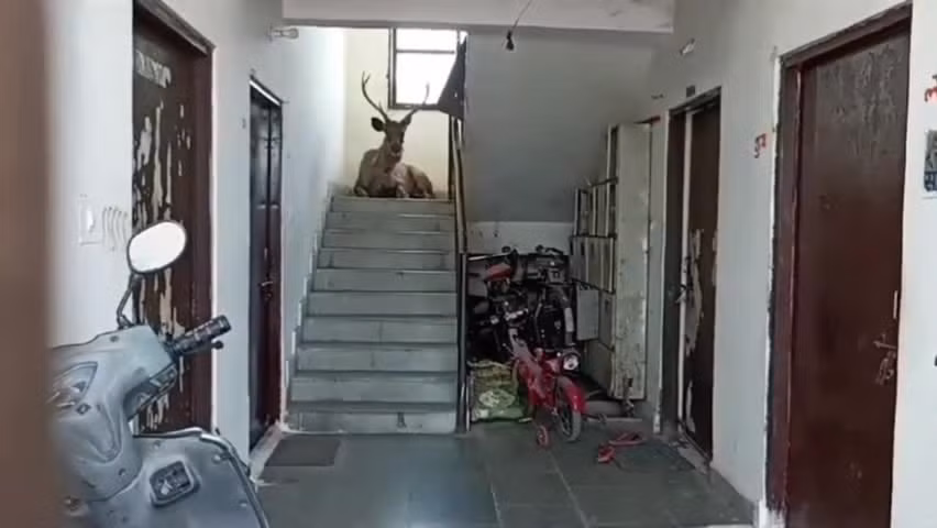 Video: Huou duoc giai cuu khi di lac vao khu dan cu