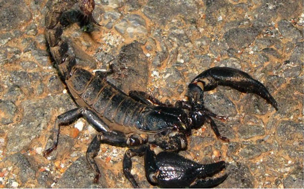 4. Bọ cạp: Có hơn 1.700 loài bọ cạp đã được phát hiện, có màu sắc và kích cỡ khác nhau. Tất cả các loài bọ cạp khác đều có độc làm hủy thần kinh. Bọ cạp dùng nọc độc của nó để giết hoặc làm tê liệt con mồi; Thật may mắn là nọc độc của đa số loài bọ cạp vô hại đối với con người, tuy nhiên nó có thể gây ra các phản ứng khác như đau, tê cứng hay sưng phồng.