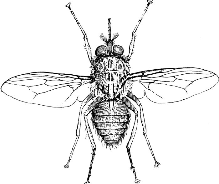 11. Ruồi ngủ xê xê (Tsetse Fly): Giống như muỗi, ruồi ngủ xê xê châu Phi là một tác nhân truyền bệnh. Khi bị ruồi xê xê châu Phi đốt, nạn nhân có triệu chứng cúm, mệt mỏi, đau đầu nghiêm trọng, sưng tấy và trong nhiều trường hợp sốt cao, nói lắp và động kinh.
