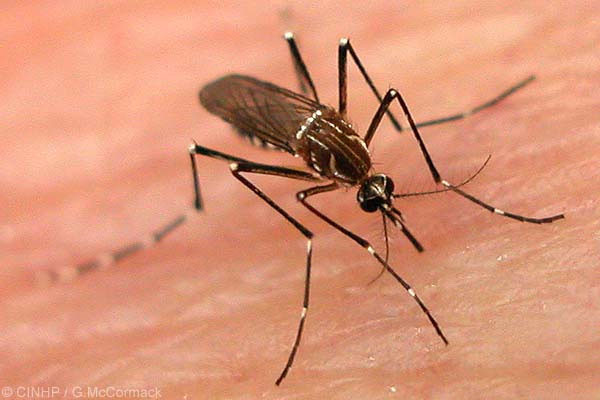 10. Muỗi (Mosquito): Hàng năm chúng giết nhiều người hơn bất kỳ loài bọ hay động vật nào khác trên trái đất. Hiện có hơn 2.500 loài muỗi khác nhau và sống ở khắp nơi trên thế giới. Loài muỗi nguy hiểm nhất là muỗi Anophel. Nó truyền bệnh sốt rét.