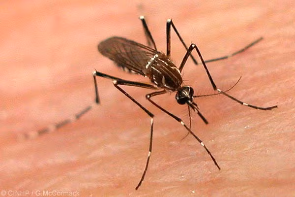 10. Muỗi (Mosquito): Hàng năm chúng giết nhiều người hơn bất kỳ loài bọ hay động vật nào khác trên trái đất. Hiện có hơn 2.500 loài muỗi khác nhau và sống ở khắp nơi trên thế giới. Loài muỗi nguy hiểm nhất là muỗi Anophel. Nó truyền bệnh sốt rét.