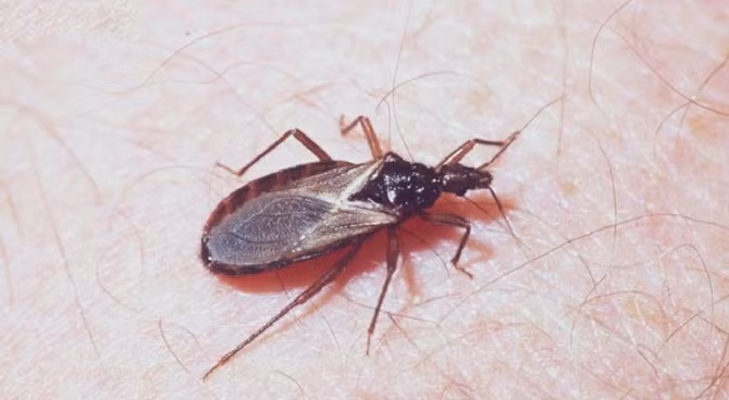 5. Bọ xít hút máu: Bọ xít hút máu là loài chuyên hút máu người như ve và muỗi, có thể gây ra mẩn đỏ, kích ứng da. Chúng là tác nhân gây ra bệnh buồn ngủ (Chagas) và chúng ta cần phải đến trung tâm y tế ngay khi bị đốt.