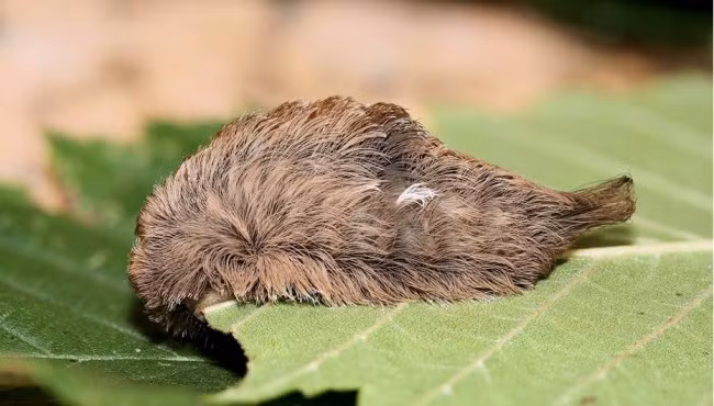 2. Sâu bướm Puss: Khi nhìn loài sâu bướm Puss này, bạn có vẻ thấy nó khá dễ thương, đừng để bị vẻ bề ngoài của nó lừa. Bên ngoài là lông, che giấu gai ở bên trong. Khi vô tình chạm vào sẽ gây ra những cơn đau dữ dội, gây tê, đôi khi khó thở và đau ngực. Có nhiều trường hợp đã phải đi cấp cứu vì chạm phải loài động vật này.