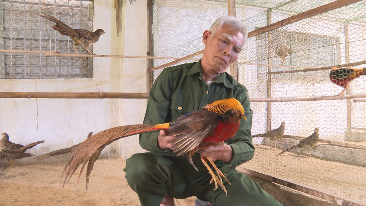 Nuoi loai chim quy hiem nhu nuoi ga, gia 4-5 trieu/cap-Hinh-3