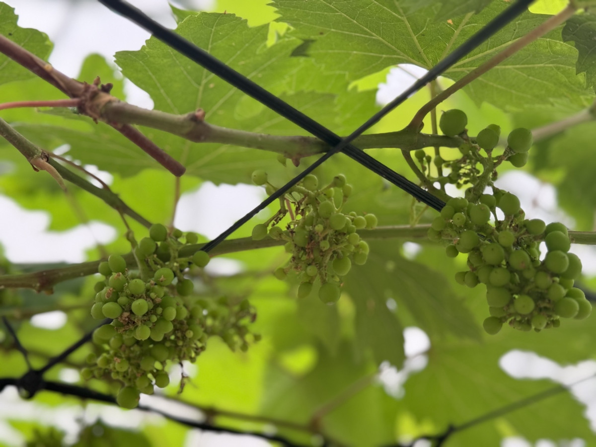 Nhung dieu hut du khach o “thanh dia check-in” Hang Mua-Hinh-5